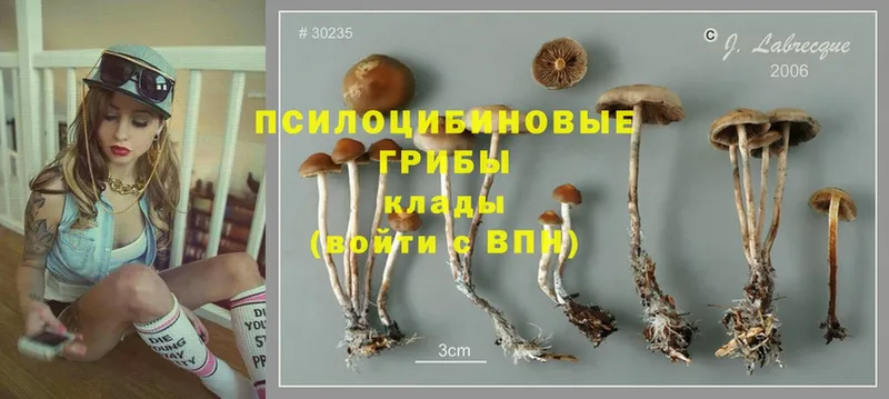 Псилоцибиновые грибы Psilocybe  MEGA ссылка  Данков 